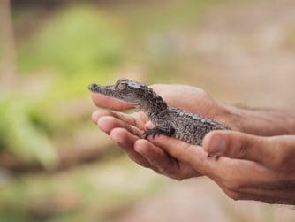 baby alligator being held by two white mans hands