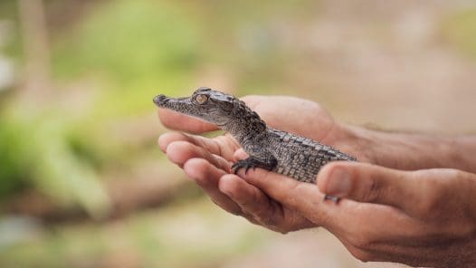 baby alligator being held by two white mans hands